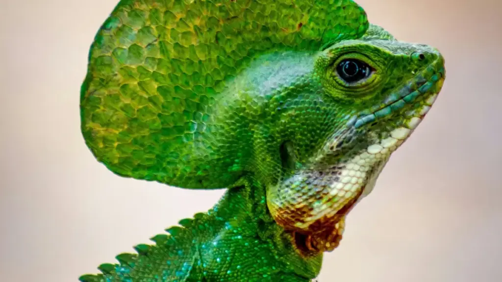 Nuɖuɖo kple dɔwɔlaɖe si wòle le South Africa KakaoTalk creators ŋutɔ le flash sales ƒe influencer hype. Tso trends, data kple MaTitie nutome.