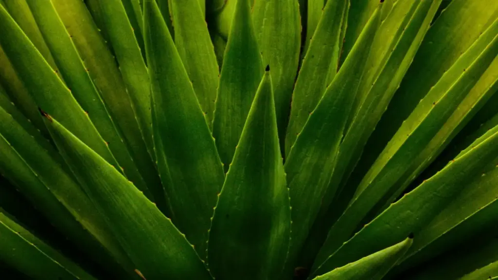 Klín dénɖoɖoŋ bé tɔ̃ ɖe Ireland brands le Twitch — strateɡi, pitch, kplɔɖeɖeɖe haɖe.