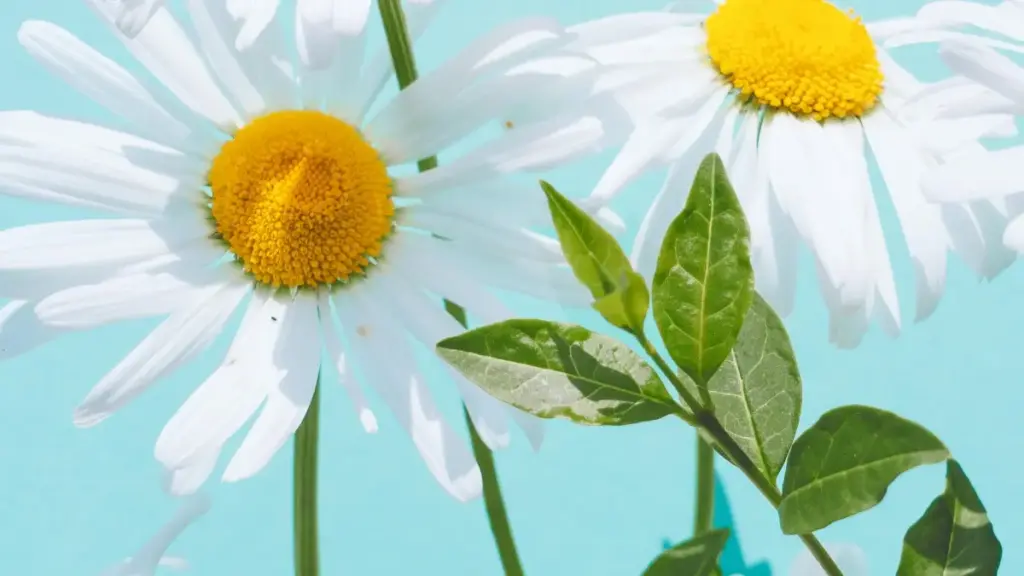 Le wòɖe edzi na ShareChat creators le Iran dome eye wòle song promo katã — ɖeŋu le nyateƒe, vetɔ̃wo kple KalaSquare ɖoɖoɖo.