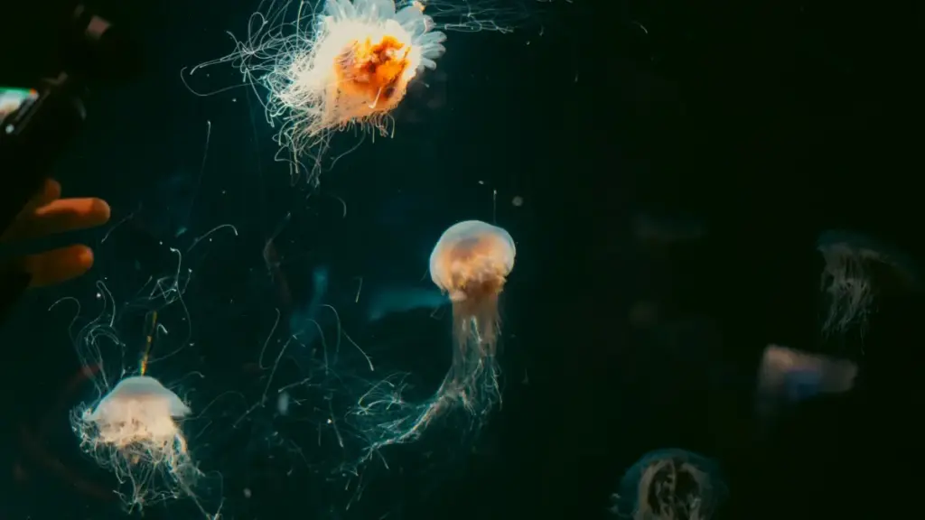 Agbeɖeɖe ɖe eŋu: nɔvi marketers le Togo, wòɖeɖea gake wòle be ŋutsuɖoɖo ɖe Vietnam OnlyFans creators kple niche audience. Tips, risks, kple tools.