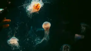 Agbeɖeɖe ɖe eŋu: nɔvi marketers le Togo, wòɖeɖea gake wòle be ŋutsuɖoɖo ɖe Vietnam OnlyFans creators kple niche audience. Tips, risks, kple tools.