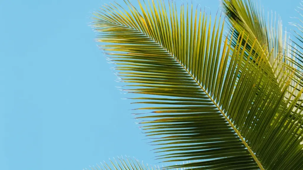 Nɔviɖeɖeɖe ƒe agbeli ɖe vkontakte, nunana Montenegro brands kple music trend collaborations dzi — akpe la, mɔ nu vɔ̃ ɖe.