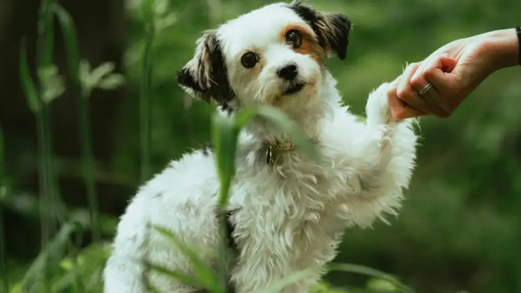 Nusiɖeɖe ɖe woƒe adeteviwo kple advertiserwo: nu si le Dominican Republic Pinterest creators kple micro-influencers meɖe ɖe sia ɖe — praktikal vɛ, tools, kple campaign plan.