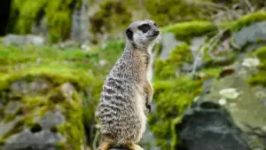 Nɔviaɖeɖeɖeɖeɖe: Gisisiɖe la zã be woazo Portugal brands wɔ Twitter kple akɔntaɖoɖoɖo giveaway ƒe game keys. Aƒe 2026, tɔgbui tips, outreach script, kple local compliance.