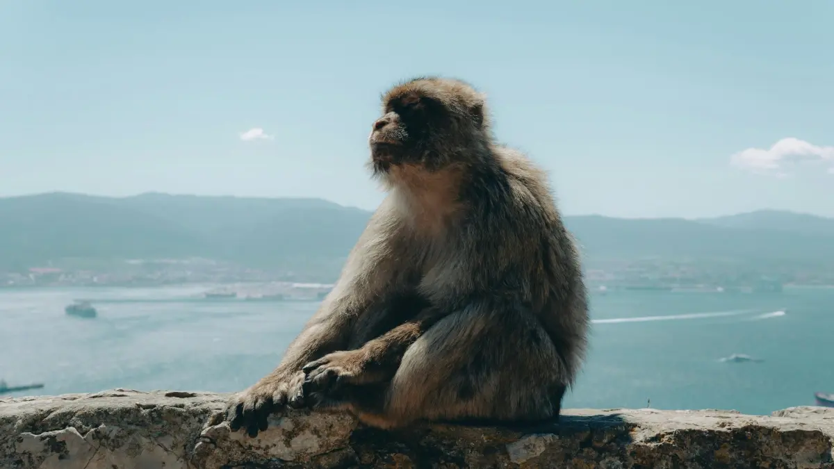 Advertiser: Trouver créateurs Disney+ Turquie pour soldes saisonnières