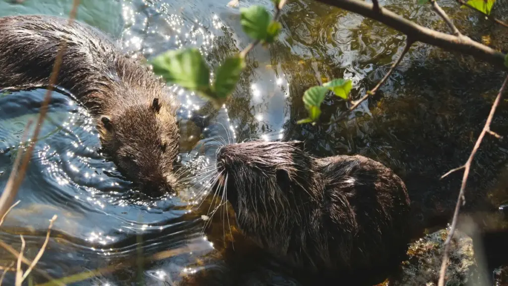 Nunyaŋlɔɖi ɖe Montenegro Lazada creators gbɔnaɖe koɖeɖe le 2026 Lego Bloom Bar x Lazada event kple livestream; strategies, kpekpeɖe, kple MaTitie VPN suggestion.