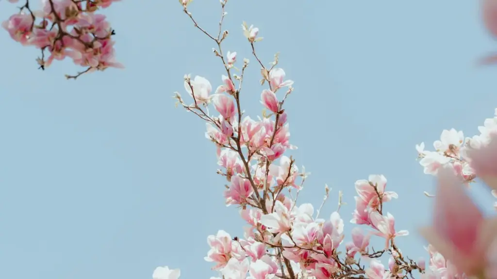 Nyeƒe kpekpeɖeɖe le Viber kple Indonesia brands me: strategies, esemegbe, kple how-to nublanu.