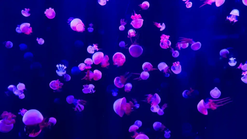 Nubɔ kpekpe ɖe kakao-talk creators siwo wɔa hype kpɔm kpɔm be wòatsa flash sale le Jordan. Dɔwɔwɔ, nyatakaka, kple SEO heviwo kpakple.