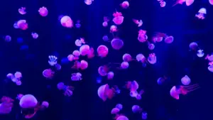 Nubɔ kpekpe ɖe kakao-talk creators siwo wɔa hype kpɔm kpɔm be wòatsa flash sale le Jordan. Dɔwɔwɔ, nyatakaka, kple SEO heviwo kpakple.