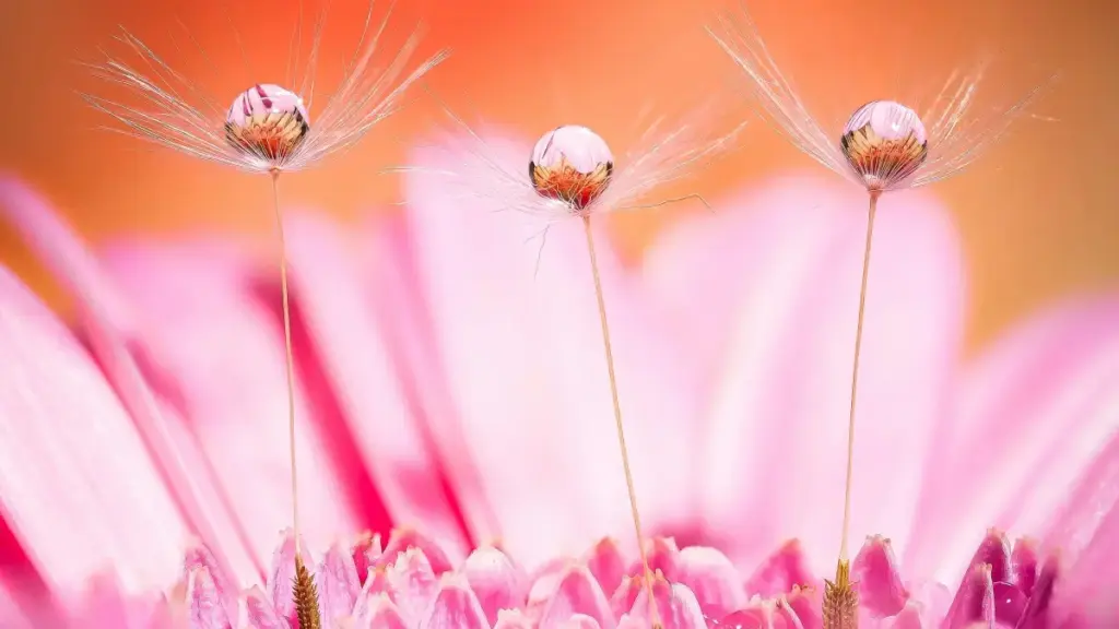 Nubɔlɔwo si woŋlɔ la kple Amazon creators siwo le U.S. ta na gaming brands: ɖe nɔnɔmetata, trɔ dzidzɔ, eye wòva dzro woɖo kplɔe.